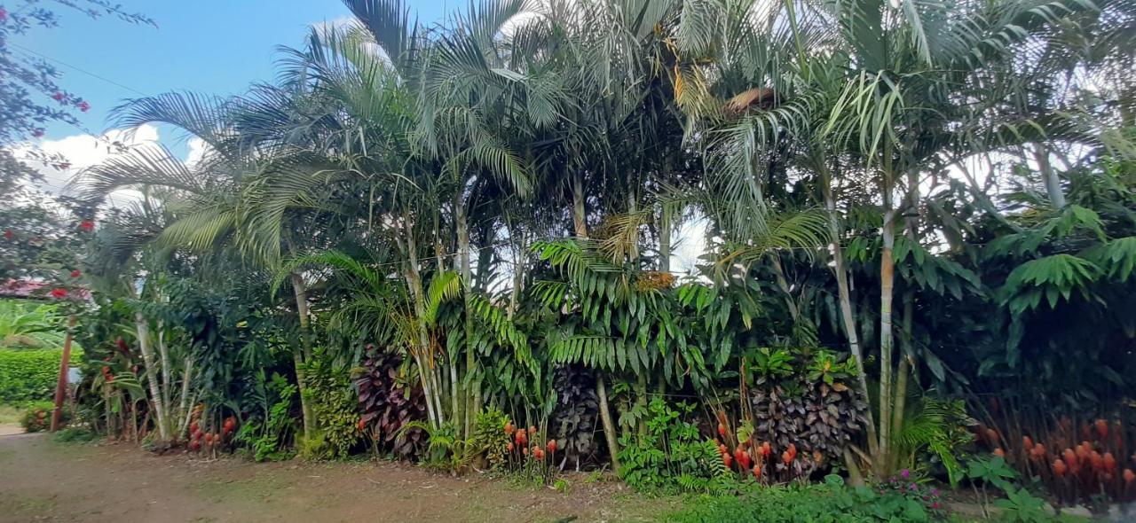 Jardin Entre Montanas Acomodação com café da manhã Bijagua Exterior foto