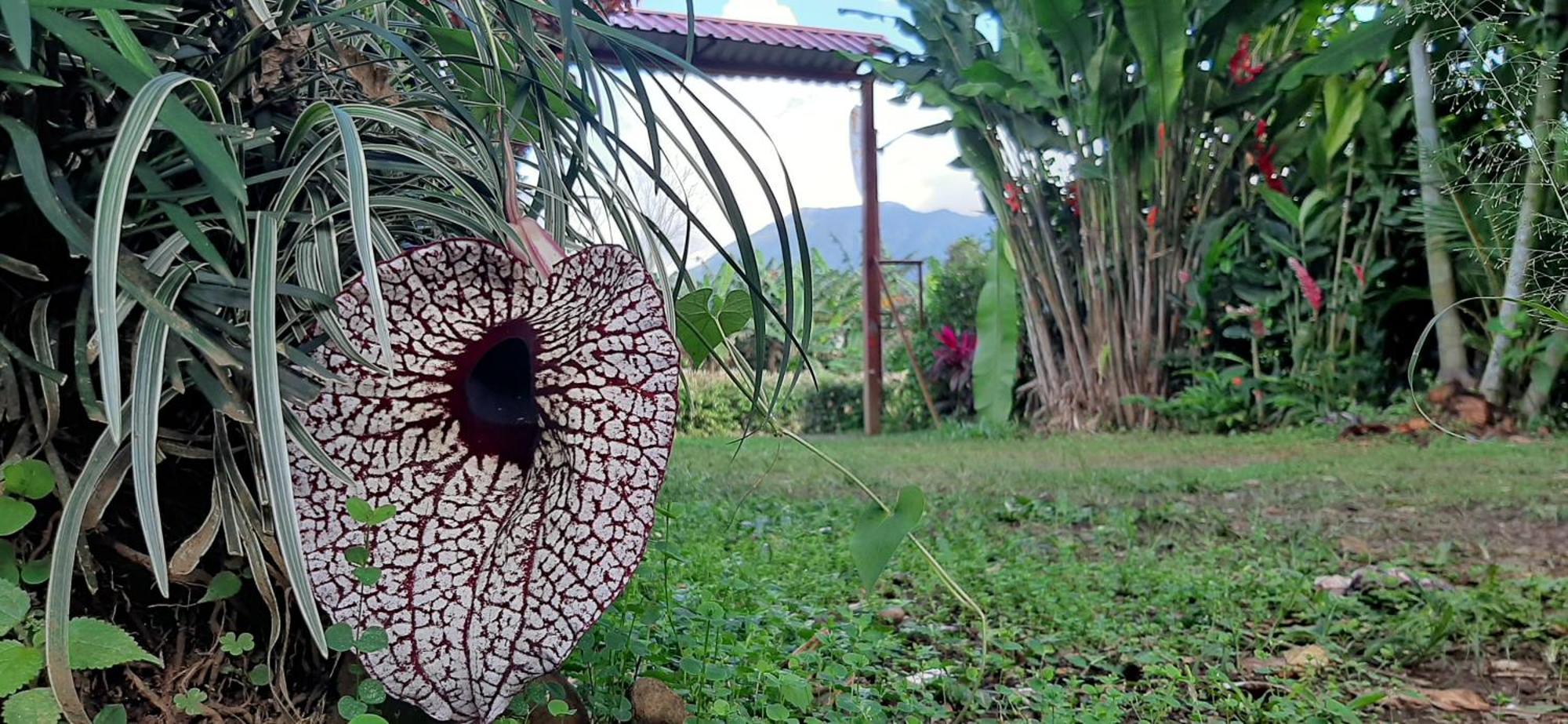 Jardin Entre Montanas Acomodação com café da manhã Bijagua Exterior foto