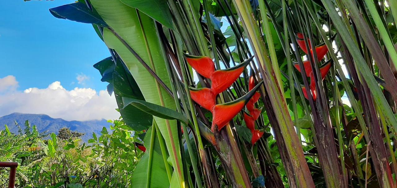 Jardin Entre Montanas Acomodação com café da manhã Bijagua Exterior foto