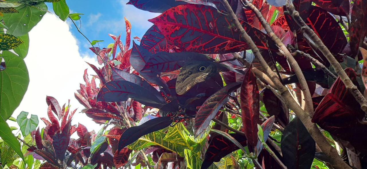 Jardin Entre Montanas Acomodação com café da manhã Bijagua Exterior foto