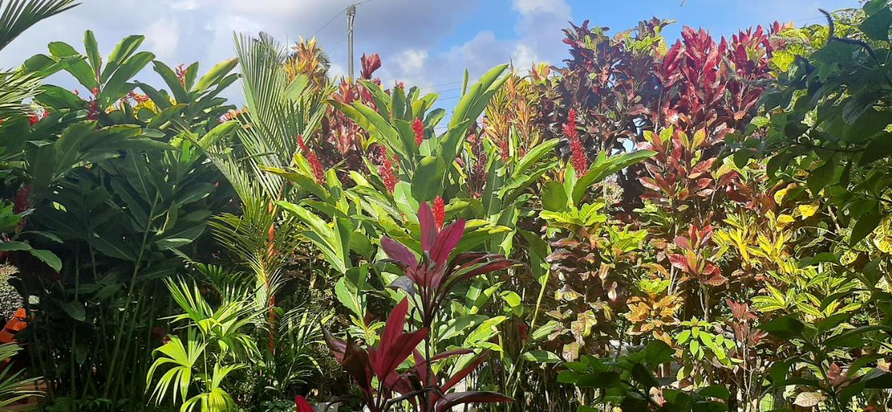 Jardin Entre Montanas Acomodação com café da manhã Bijagua Exterior foto