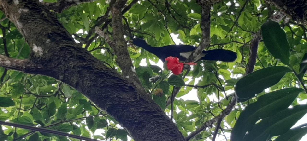 Jardin Entre Montanas Acomodação com café da manhã Bijagua Exterior foto