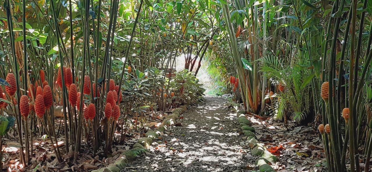 Jardin Entre Montanas Acomodação com café da manhã Bijagua Exterior foto