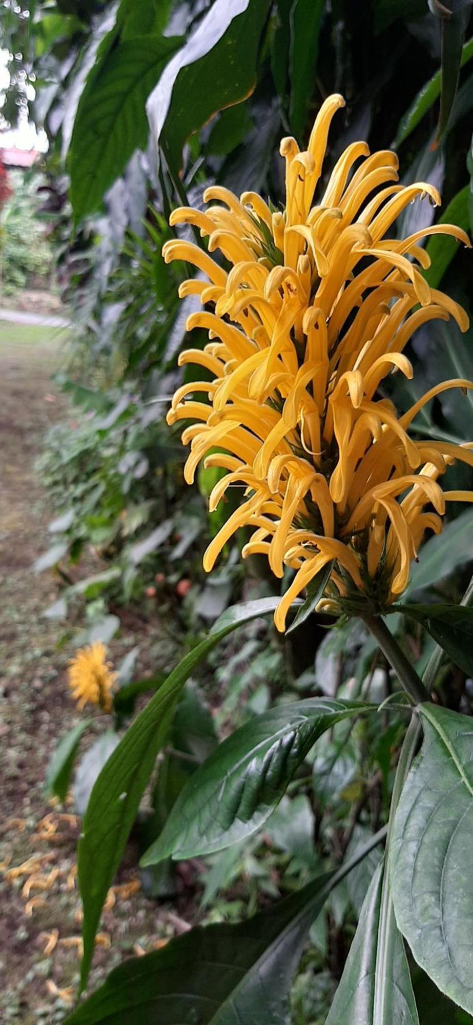 Jardin Entre Montanas Acomodação com café da manhã Bijagua Exterior foto