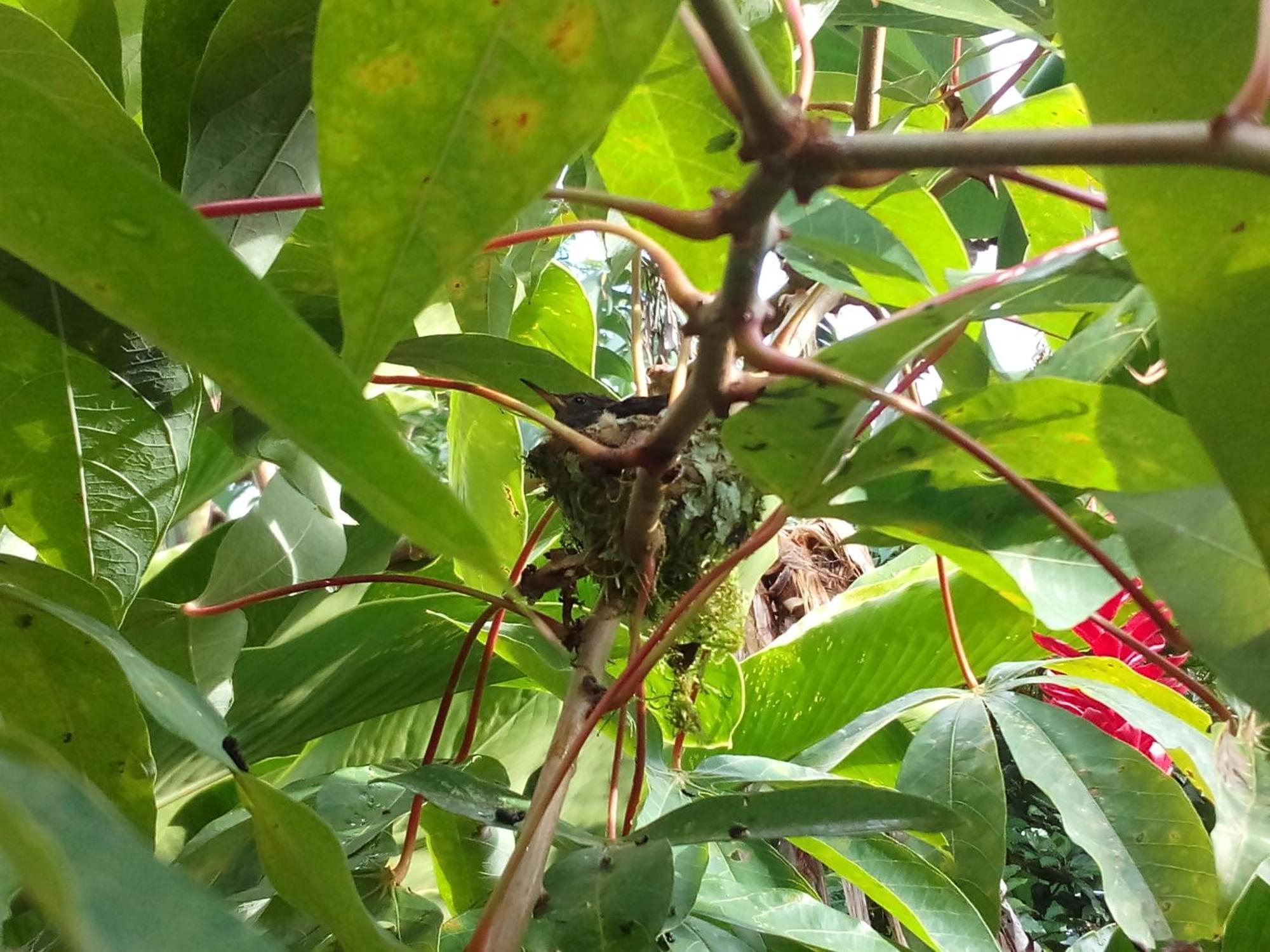 Jardin Entre Montanas Acomodação com café da manhã Bijagua Exterior foto