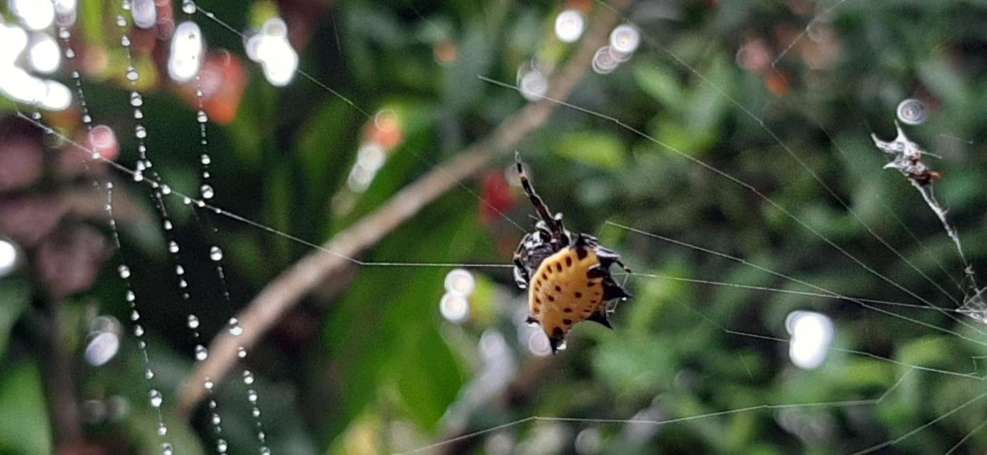 Jardin Entre Montanas Acomodação com café da manhã Bijagua Exterior foto