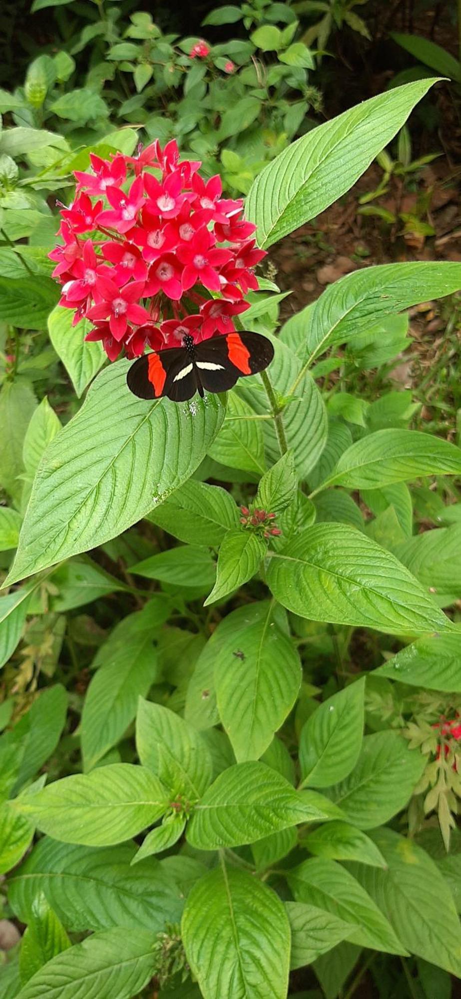 Jardin Entre Montanas Acomodação com café da manhã Bijagua Exterior foto