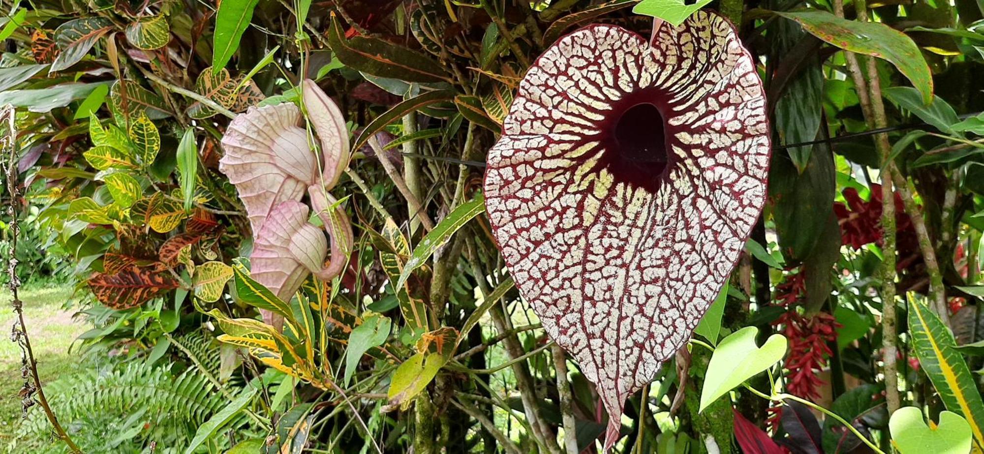 Jardin Entre Montanas Acomodação com café da manhã Bijagua Exterior foto