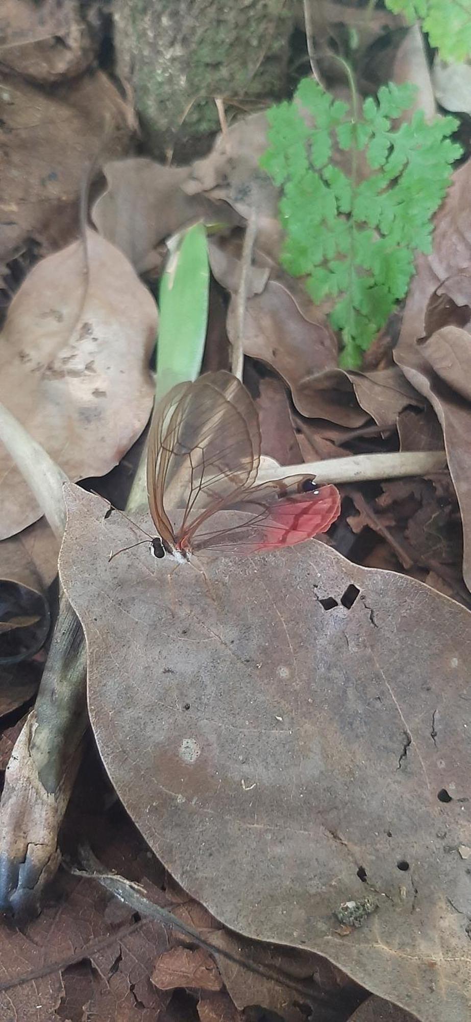 Jardin Entre Montanas Acomodação com café da manhã Bijagua Exterior foto