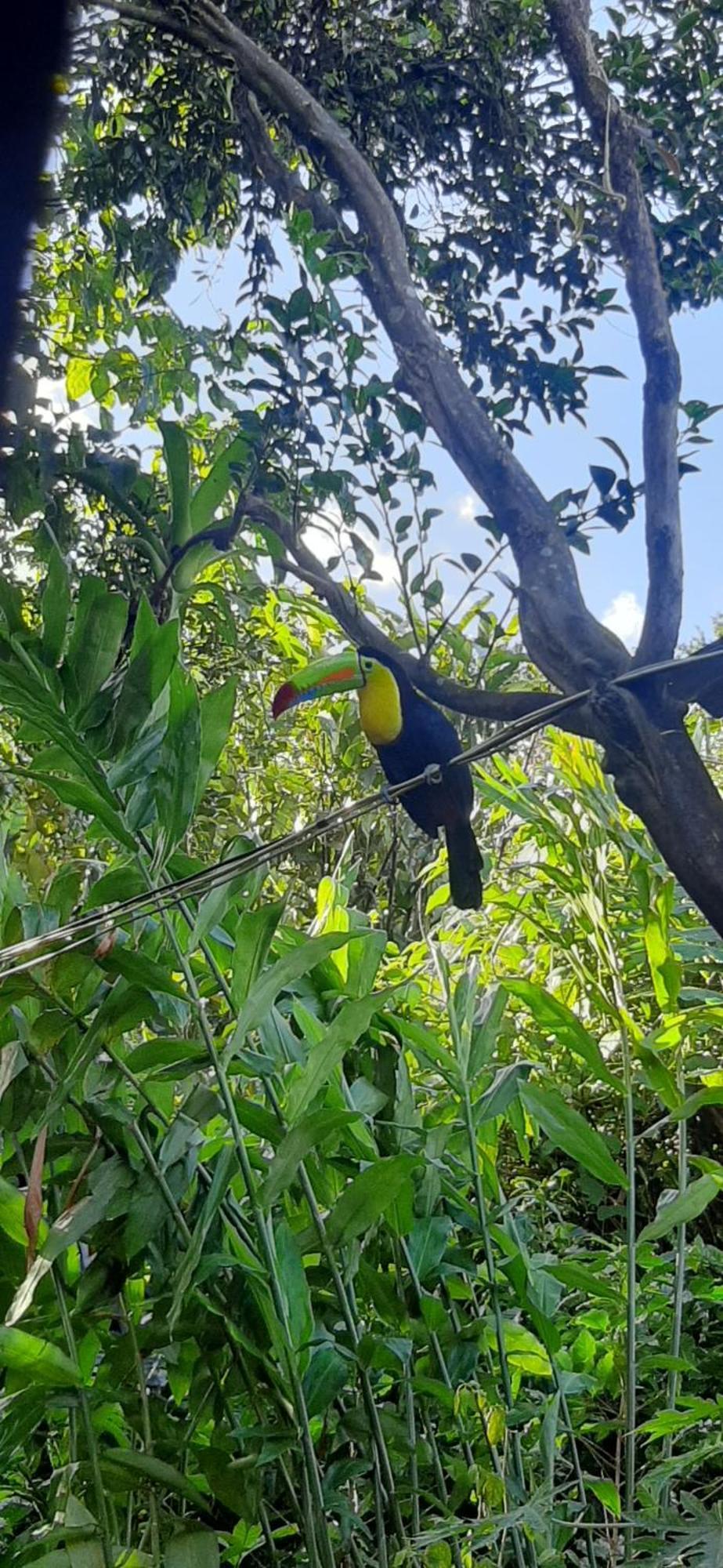 Jardin Entre Montanas Acomodação com café da manhã Bijagua Exterior foto